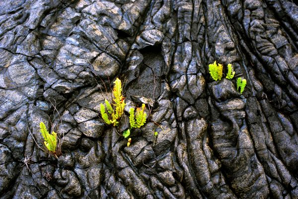 Ferns in Pahoehoe Lava